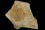 Permian Amphibian Fossil Bone - Texas #153755-1